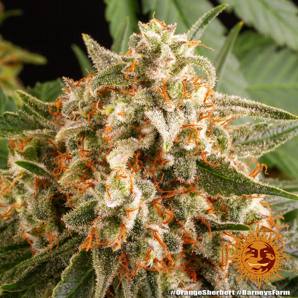 ORANGE SHERBERT – Bild 4