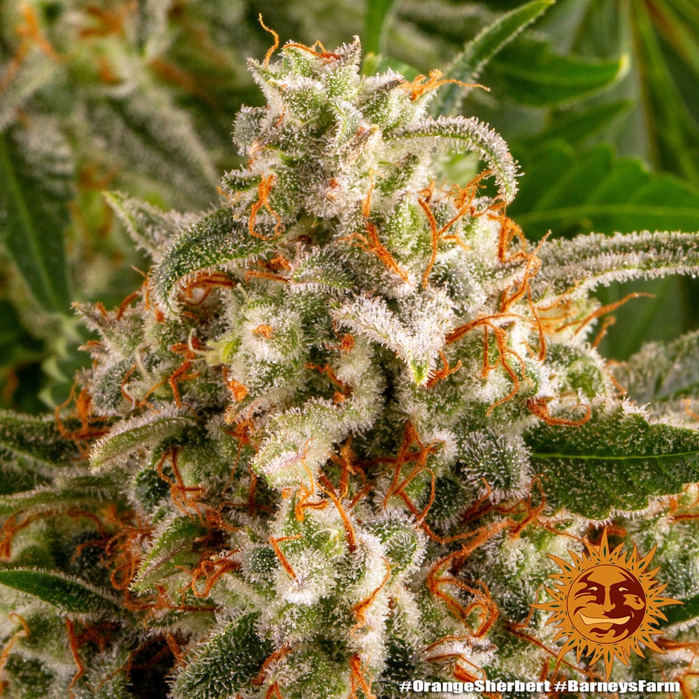 ORANGE SHERBERT – Bild 5
