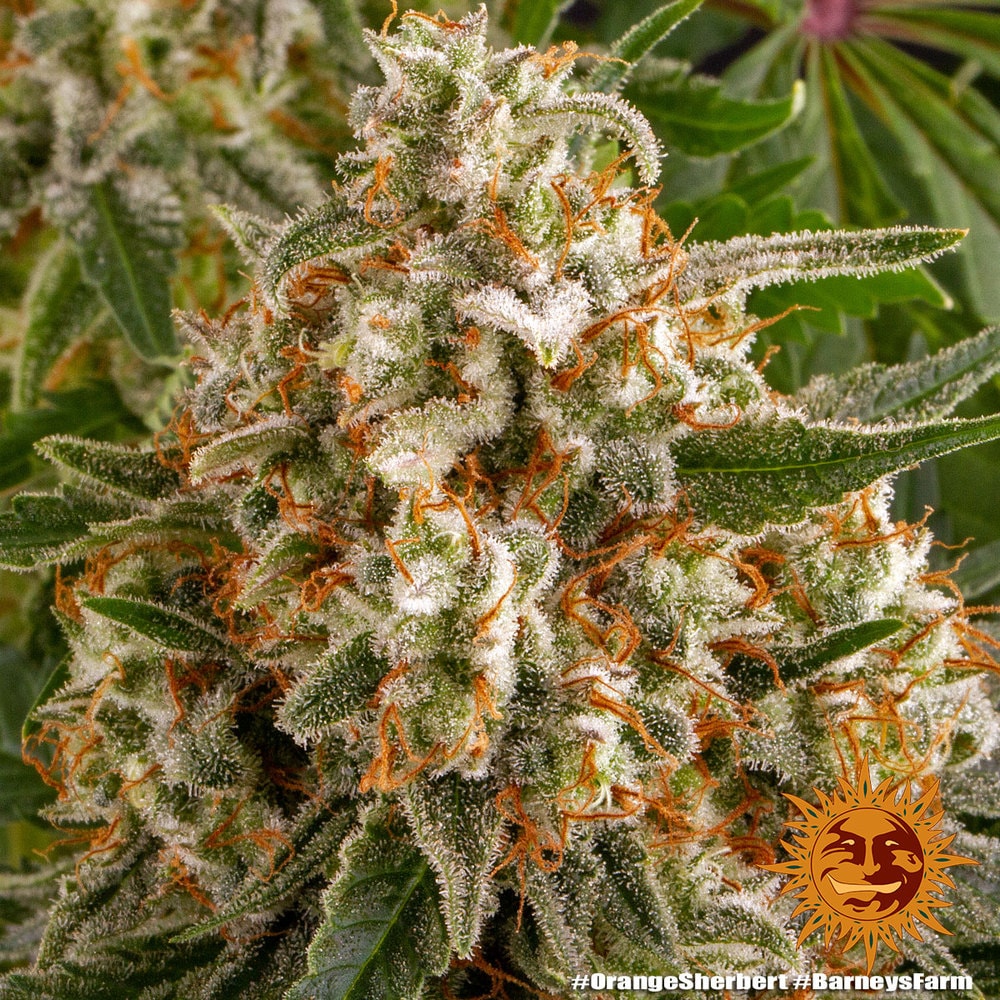 ORANGE SHERBERT – Bild 6