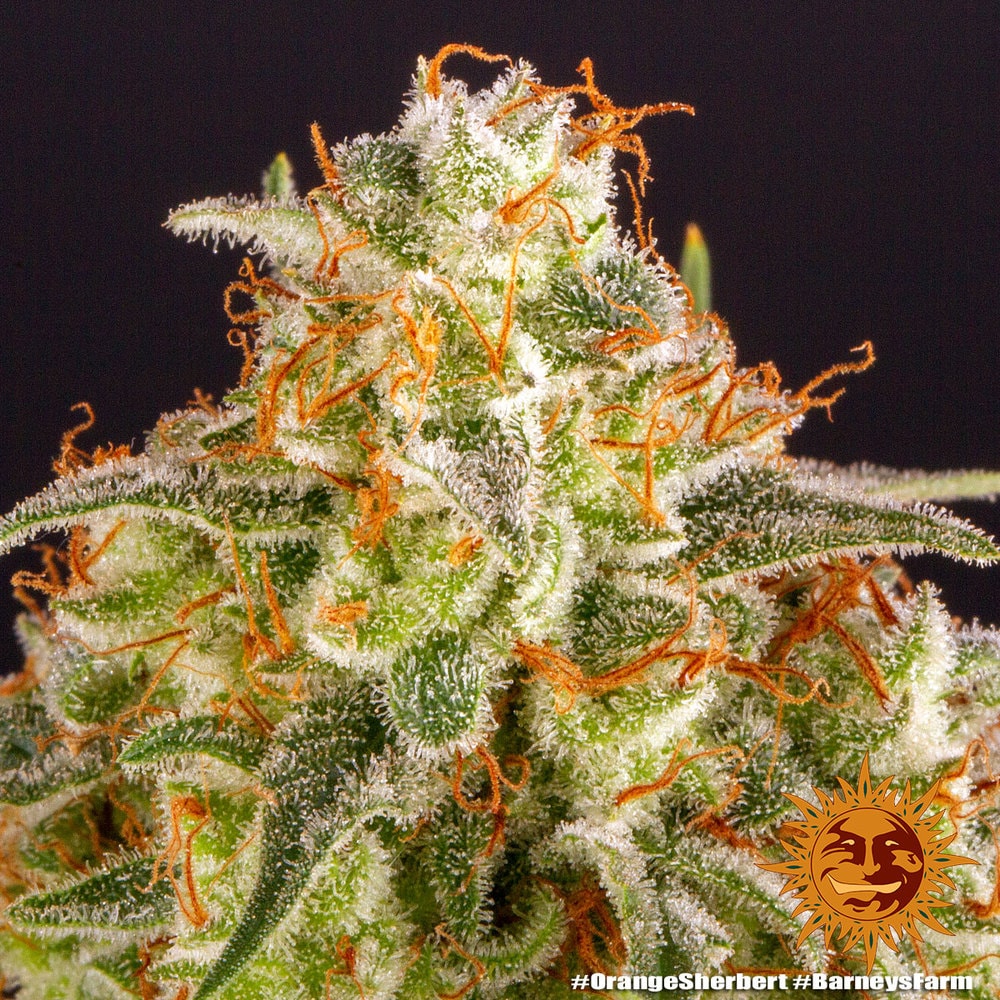 ORANGE SHERBERT – Bild 7