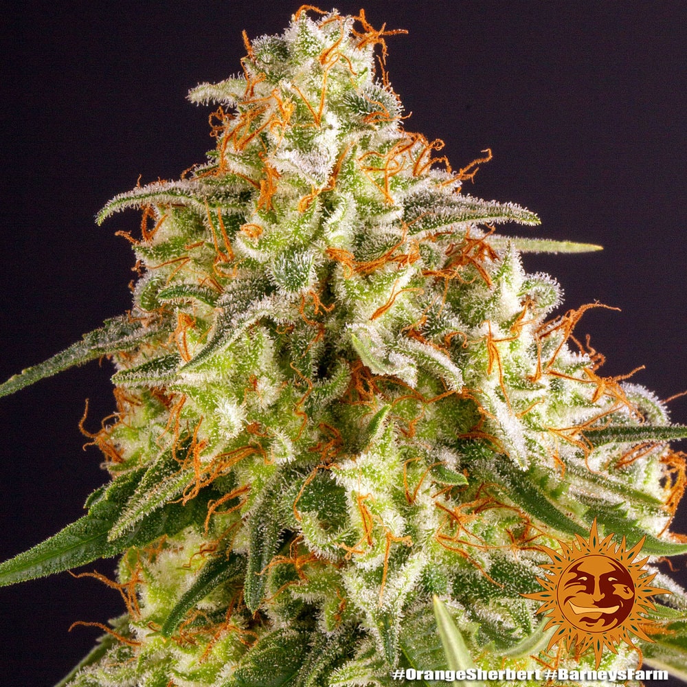 ORANGE SHERBERT – Bild 8