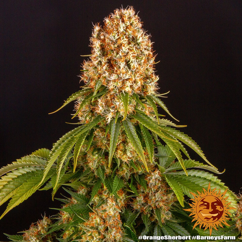 ORANGE SHERBERT – Bild 9