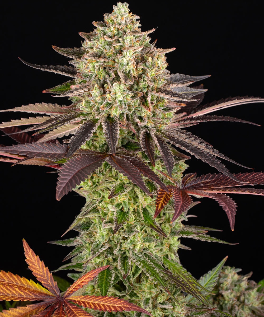 APPLE FRITTER – Bild 2