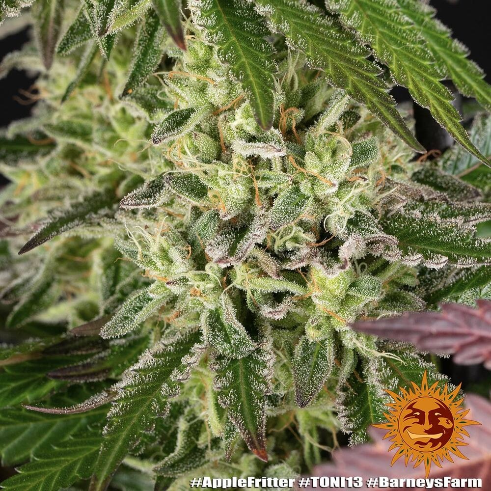 APPLE FRITTER – Bild 5