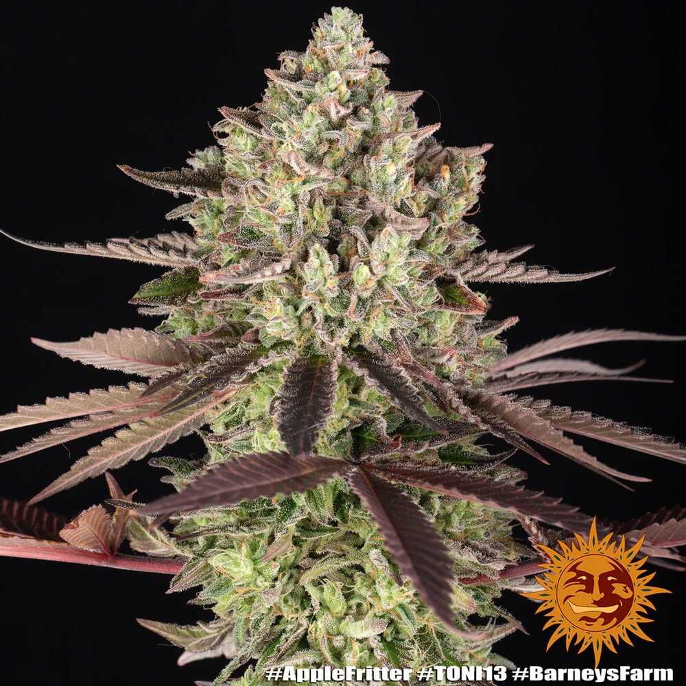 APPLE FRITTER – Bild 6