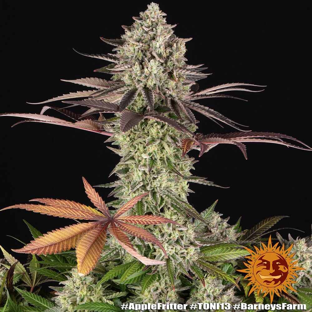 APPLE FRITTER – Bild 7