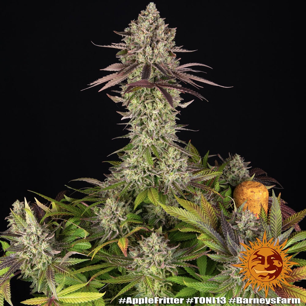 APPLE FRITTER – Bild 8