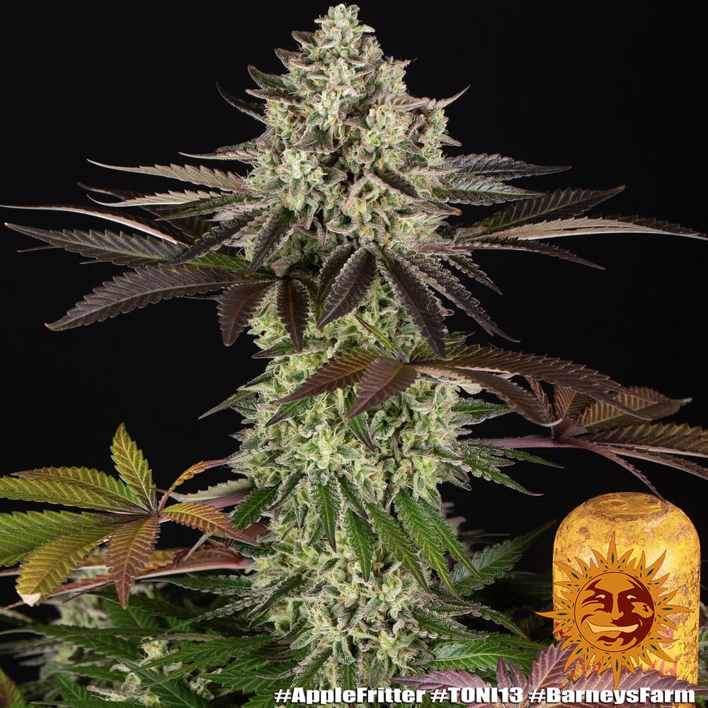 APPLE FRITTER – Bild 9