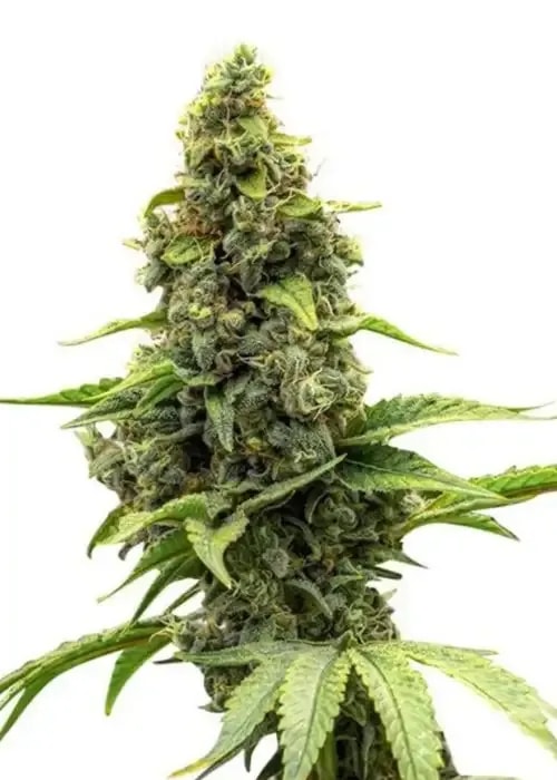 Auto Amnesia Haze Autoflower Cannabis Pflanze im Indoor-Grow