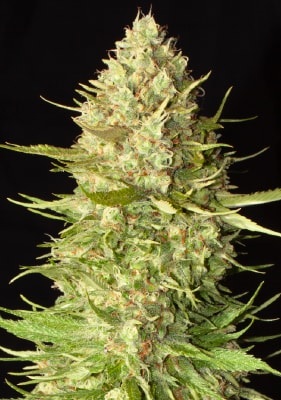 Auto Amnesia Haze Autoflower Blüten mit Harz und Trichomen
