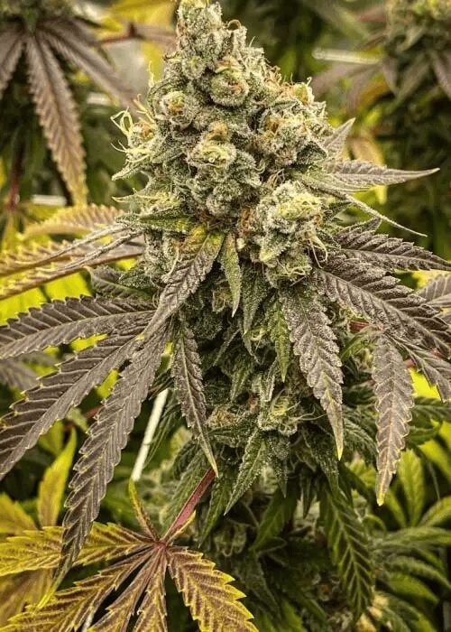 Autoflower Girl Scout Cookies Cannabis Samen – feminisierte Samen für Indoor- und Outdoor-Anbau