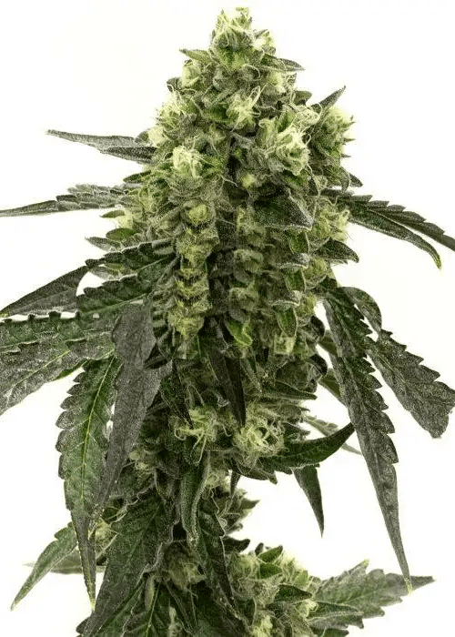 Girl Scout Cookies Autoflower Samen mit hohem Ertrag und fruchtigem Aroma