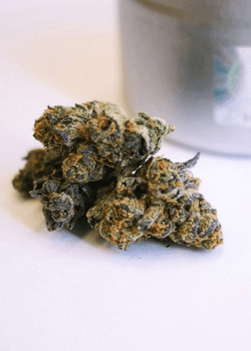 Autoflower Girl Scout Cookies Pflanze mit dichten, trichombedeckten Blüten und kompakter Wuchsform