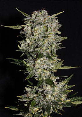 Autoflowering Blueberry Cannabis – kompakte Pflanze mit aromatischen, bläulichen Blüten