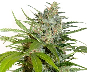Blue Dream Automatic Trichome Nahaufnahme harzige Blüte