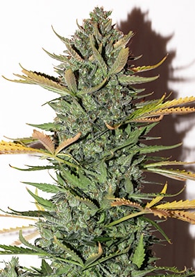 Autoflower Northern Light Cannabis Pflanze – kompakt, schnell und ertragreich