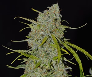 Mimosa Auto Cannabis Pflanze mit dichten, harzigen Blüten, intensivem Zitrusaroma und hohem THC – Autoflower Samen für Indoor & Outdoor