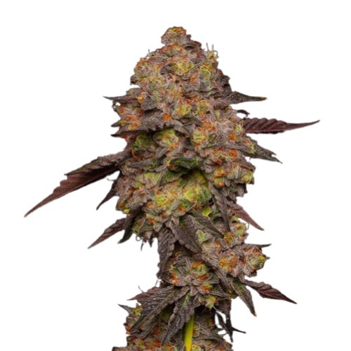 Gary Payton Autoflower Cannabis Pflanze mit dichten harzigen Blüten