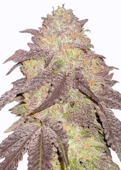 Autoflower Runtz Cannabis Pflanze mit dichten harzigen violetten Blüten